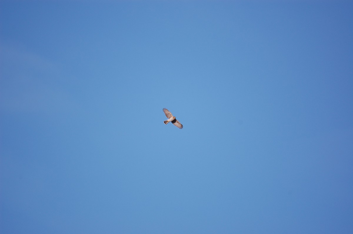 Cooper's Hawk - ML645473096