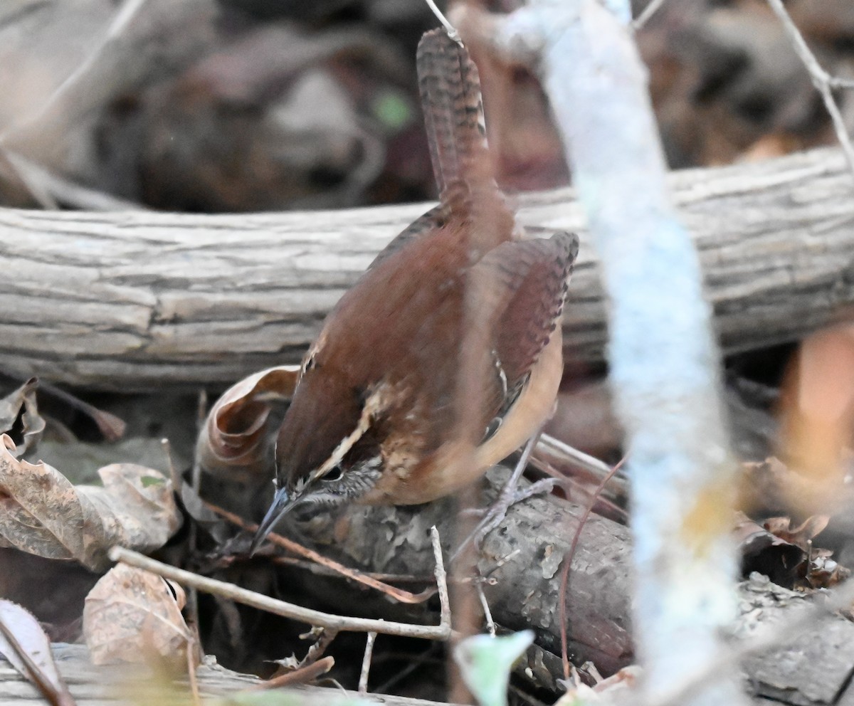 Carolina Wren - ML645473099