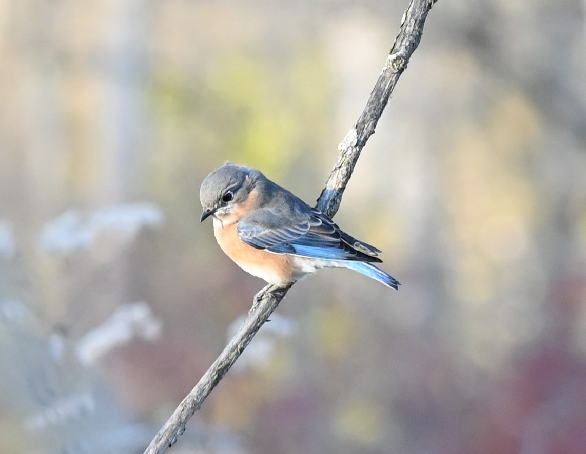 Eastern Bluebird - ML645473106