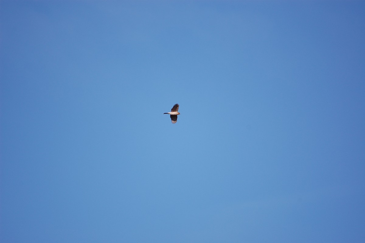 Cooper's Hawk - ML645473107