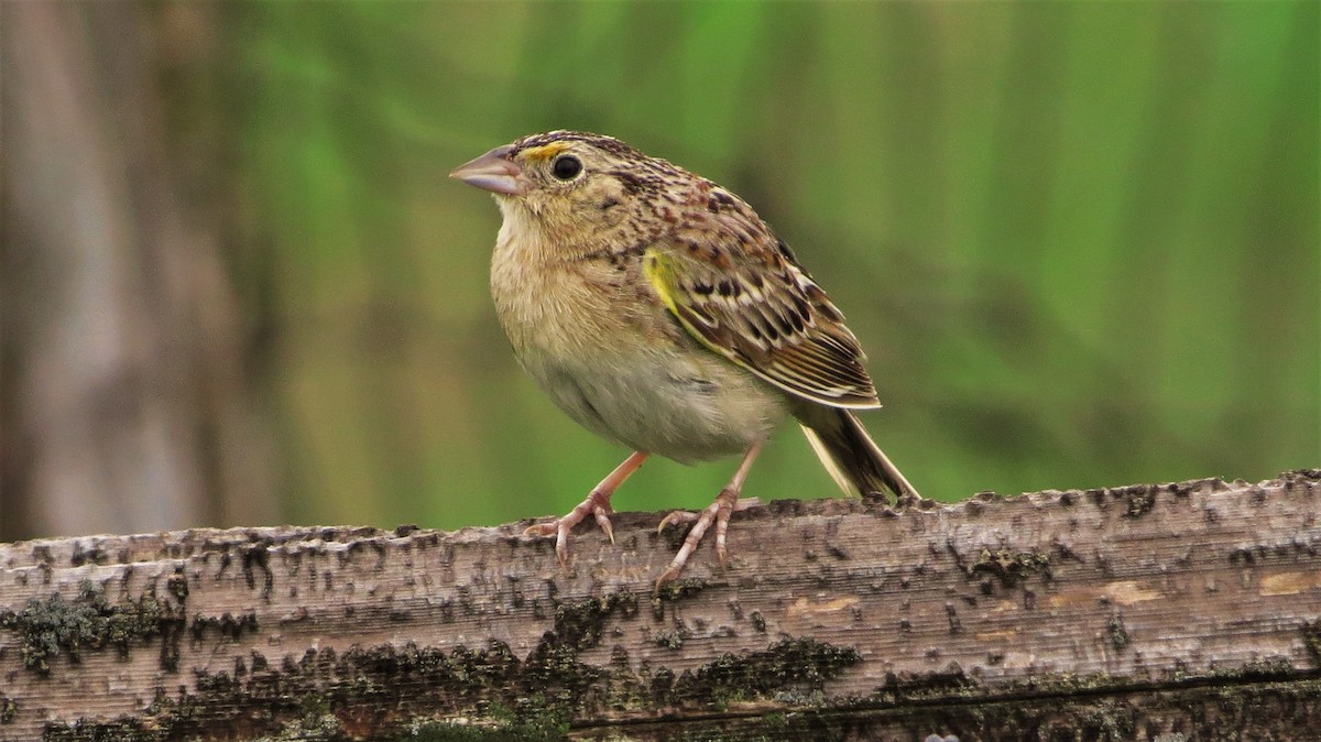 Grasshopper Sparrow - ML64547311