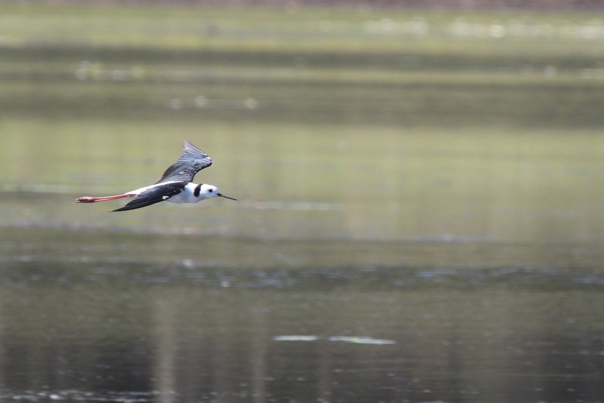 オーストラリアセイタカシギ - ML645473112