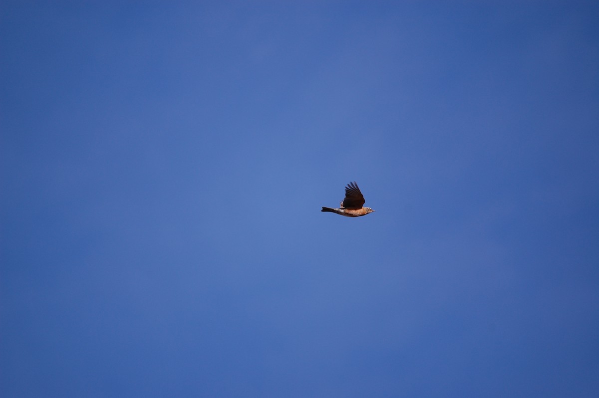 American Robin - ML645473125