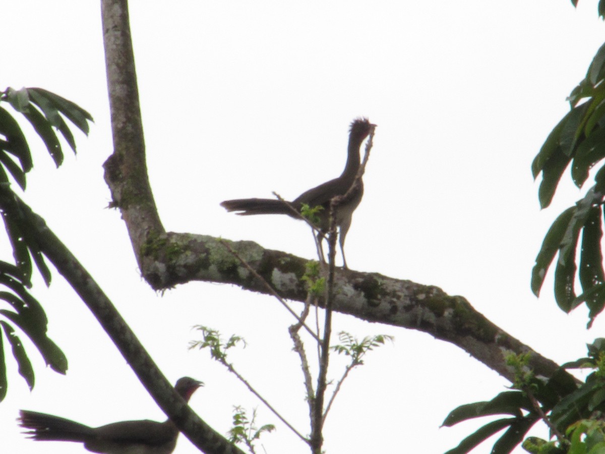 Chestnut-winged Chachalaca - ML645473147