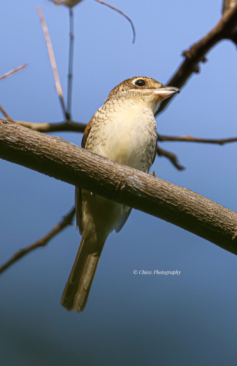 Tiger Shrike - ML645473149