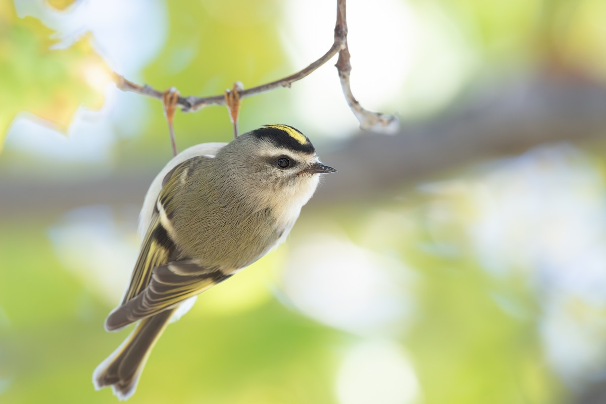 králíček zlatohlavý - ML645473152