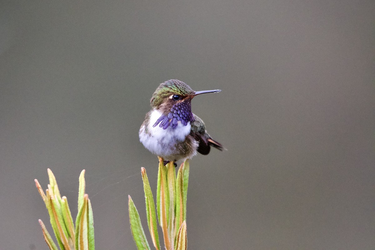 Volcano Hummingbird - ML645473160