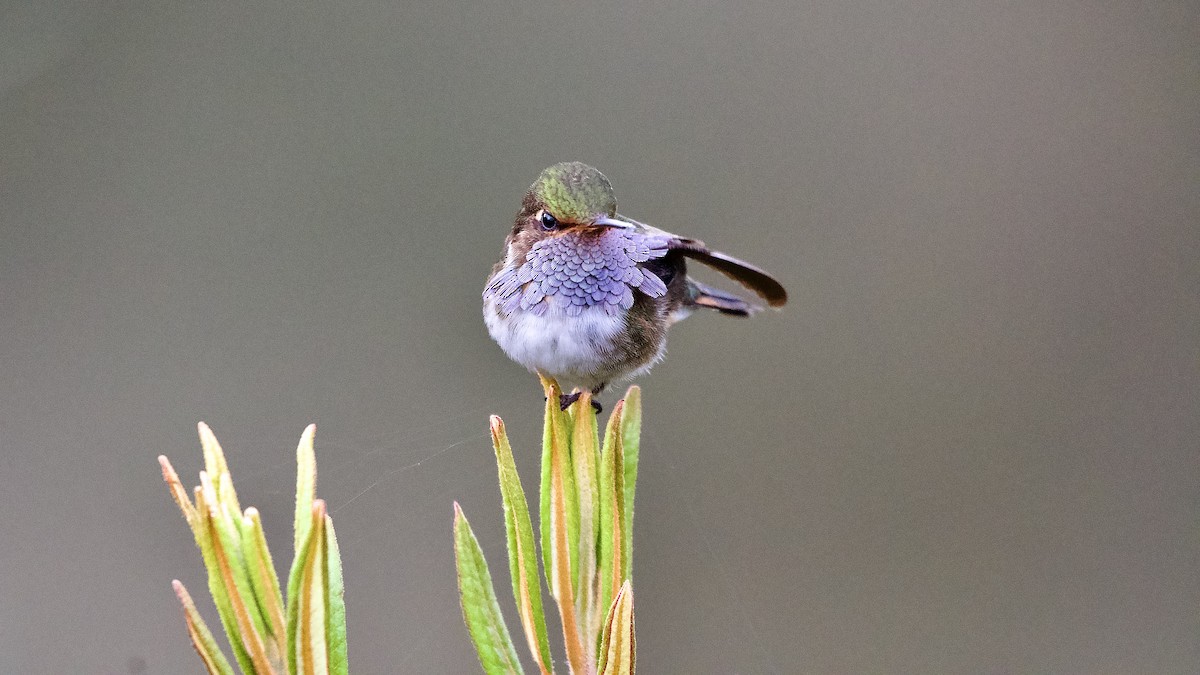 Volcano Hummingbird - ML645473161