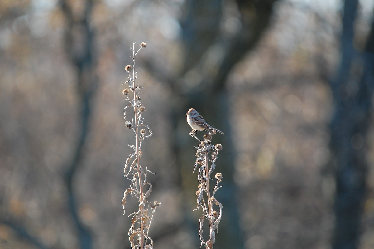 American Tree Sparrow - ML645473162