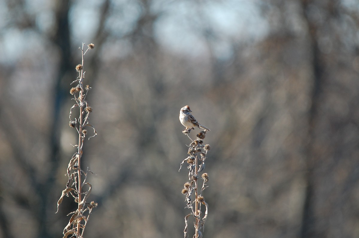 American Tree Sparrow - ML645473163