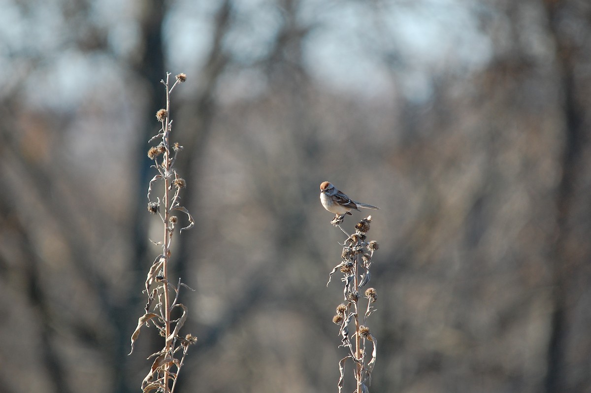 American Tree Sparrow - ML645473164