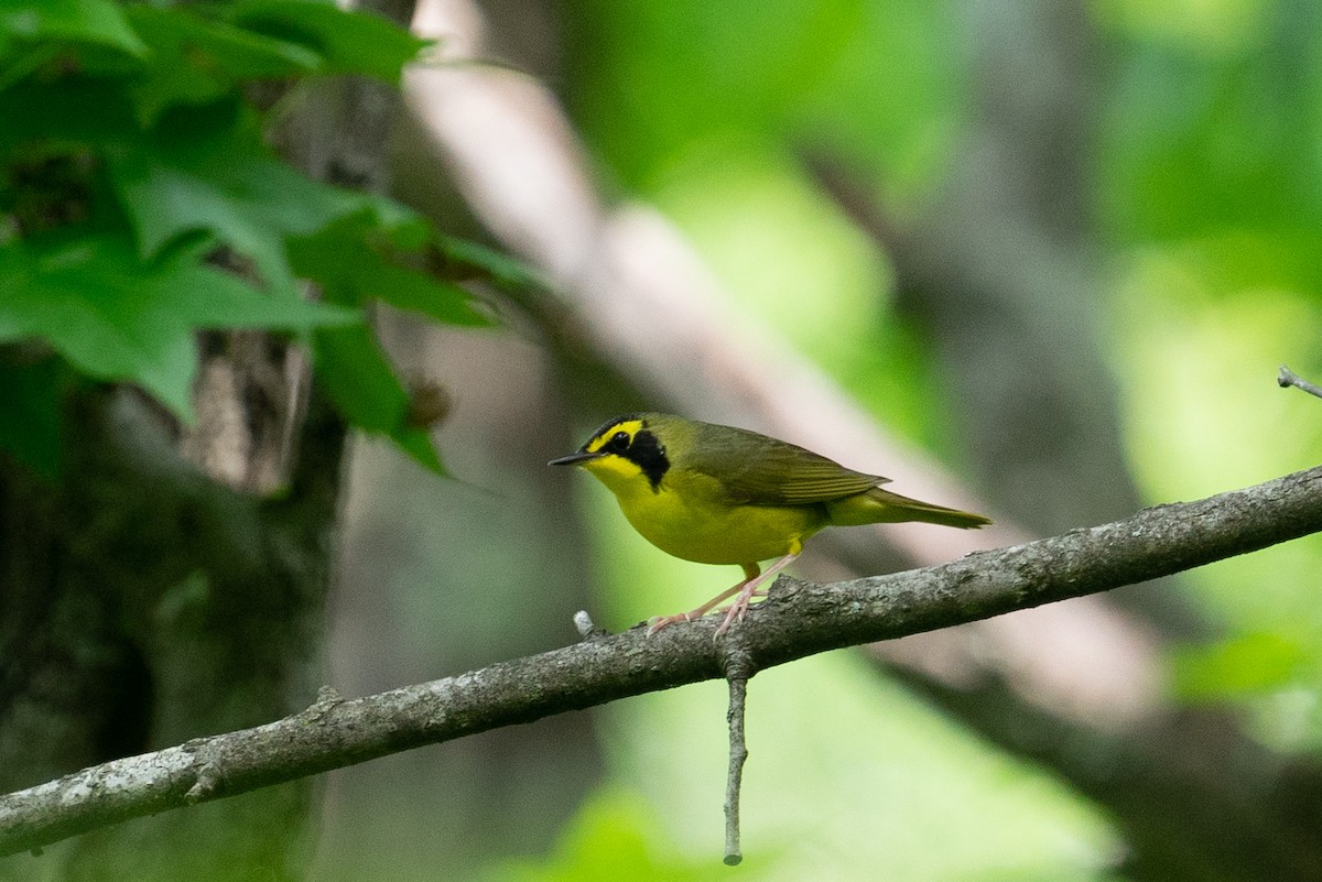 Kentucky Warbler - ML645473167