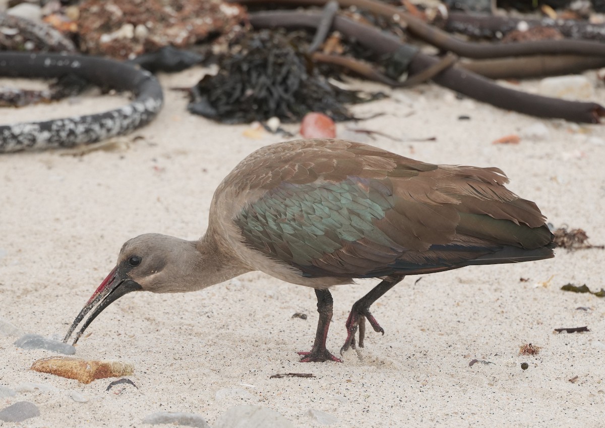 Hadada Ibis - ML645473176
