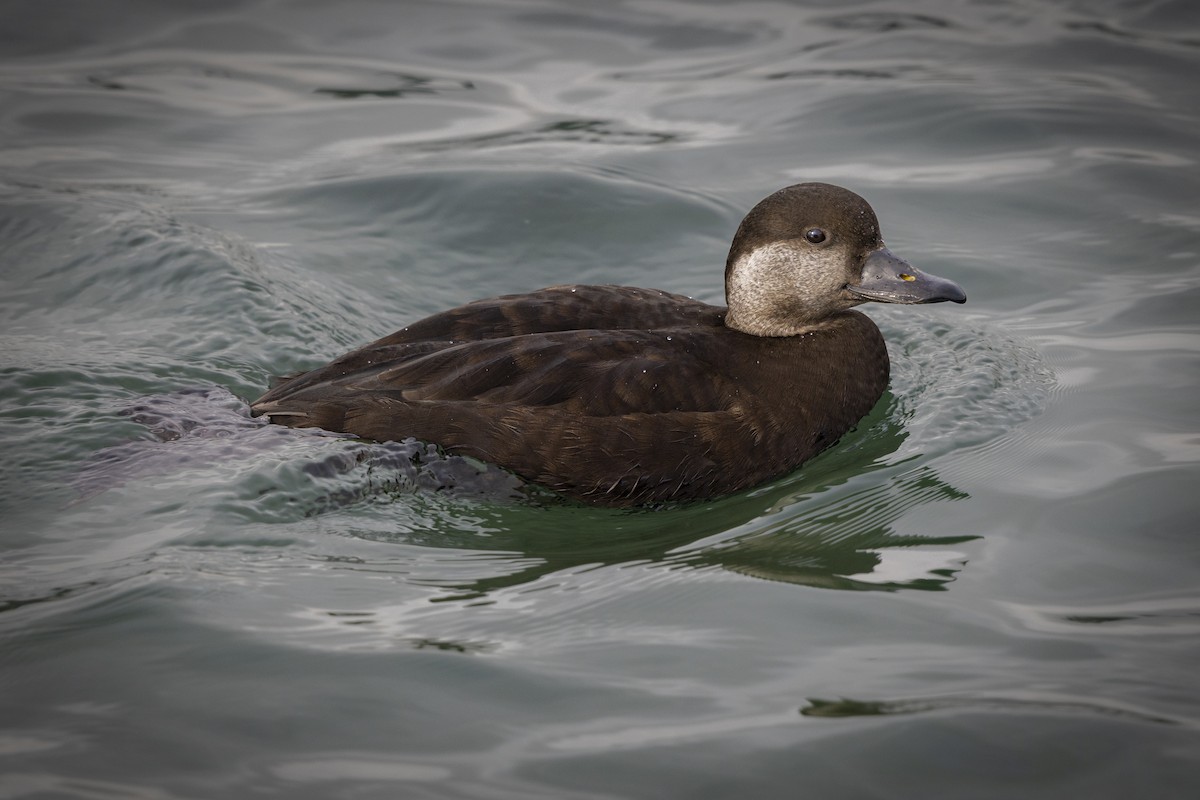 Black Scoter - ML645473177