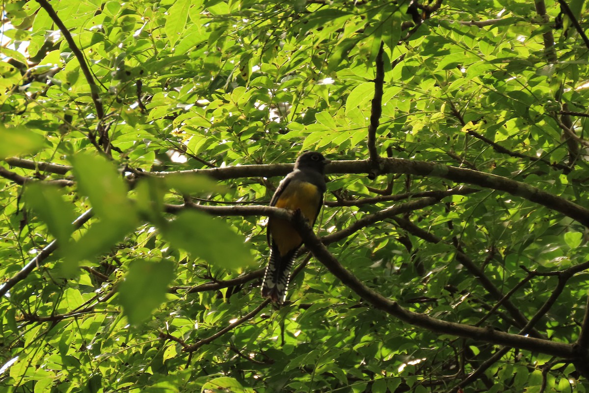 Gartered Violaceous Trogon - ML645473184