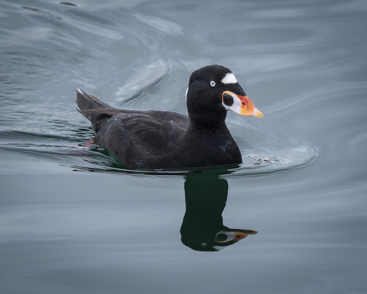 Surf Scoter - ML645473186