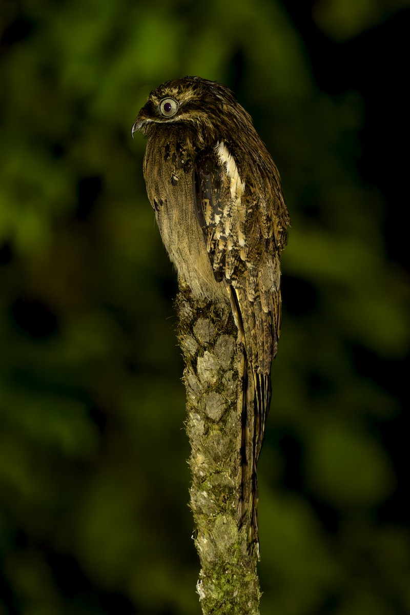 Длиннохвостый уратао - ML645473193