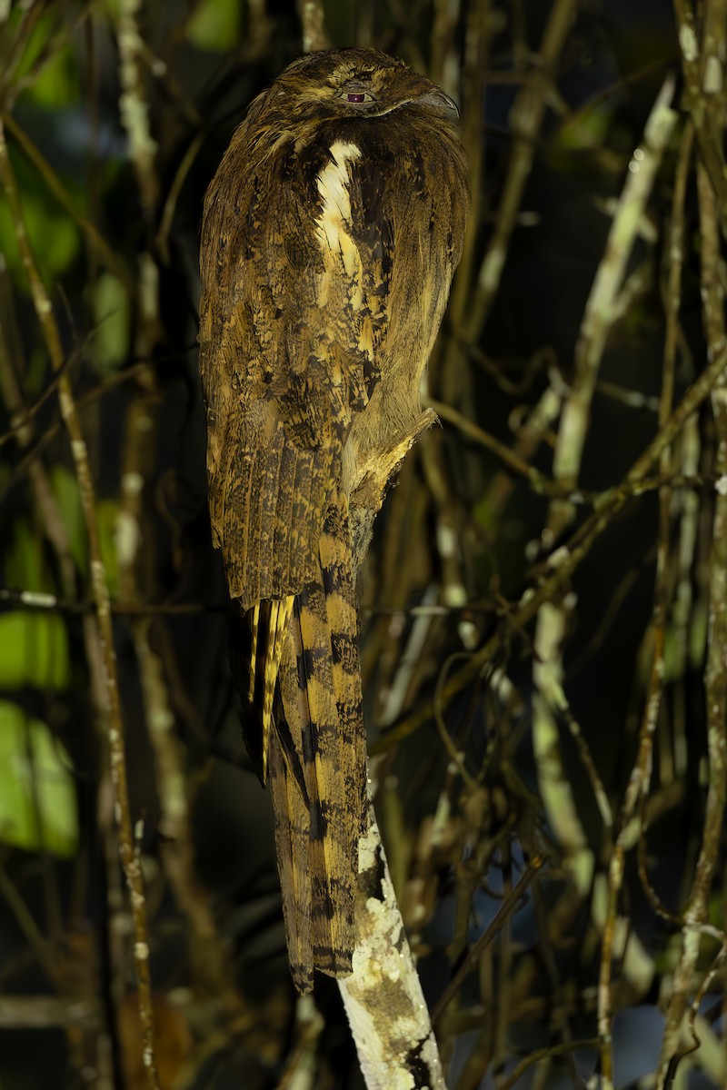 Длиннохвостый уратао - ML645473194