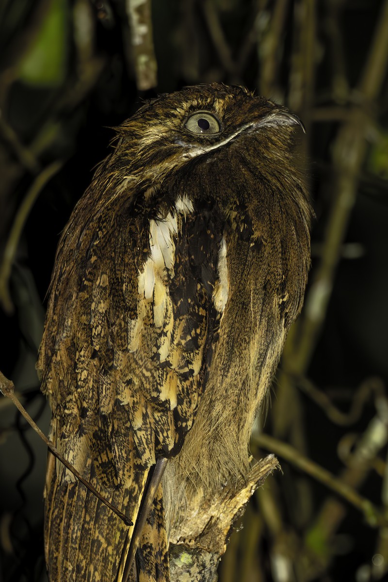 Длиннохвостый уратао - ML645473196