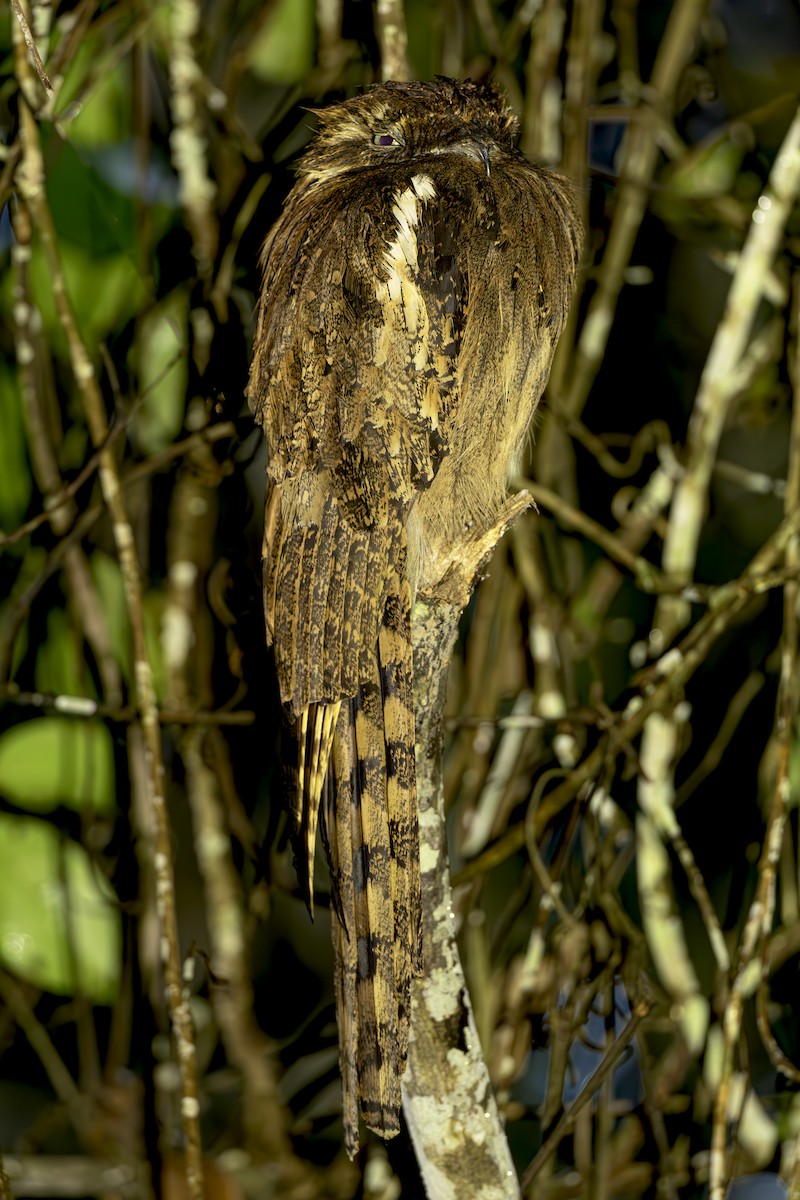 Длиннохвостый уратао - ML645473197