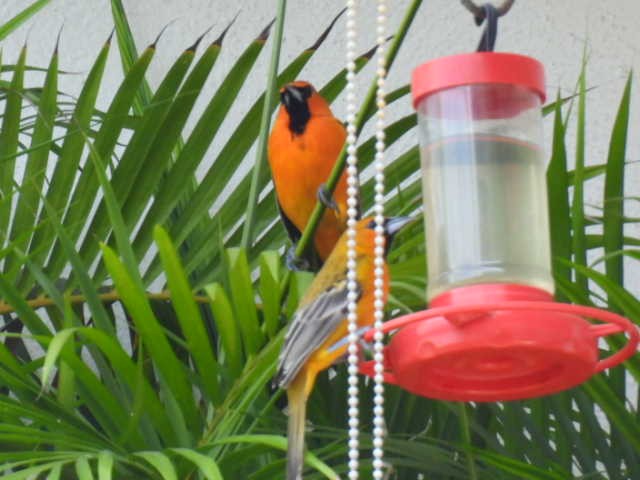 Streak-backed Oriole - ML645473199