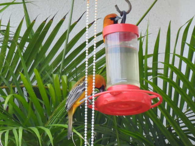 Streak-backed Oriole - ML645473202