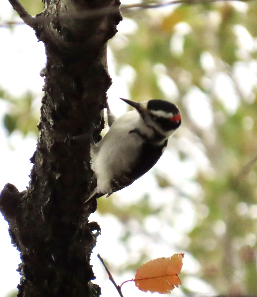 Hairy Woodpecker - ML645473203