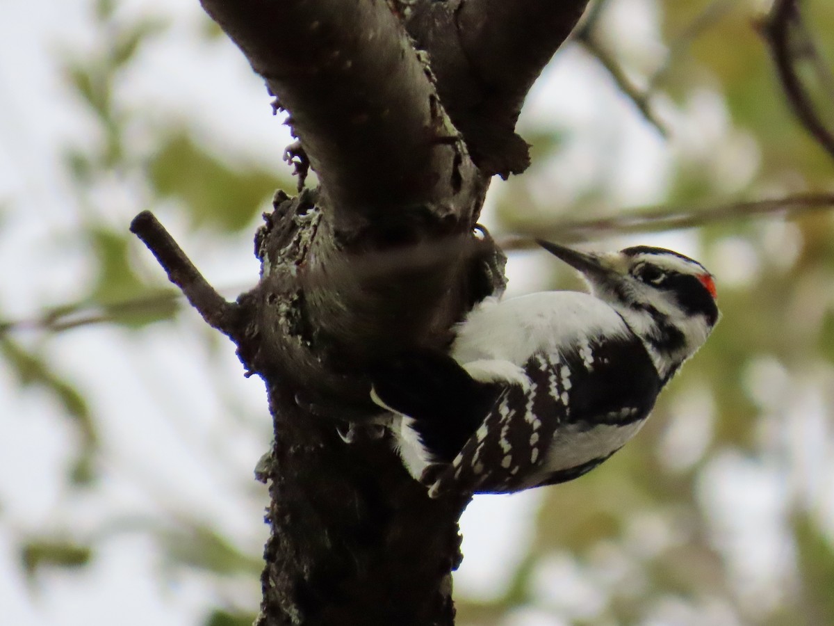 Hairy Woodpecker - ML645473204