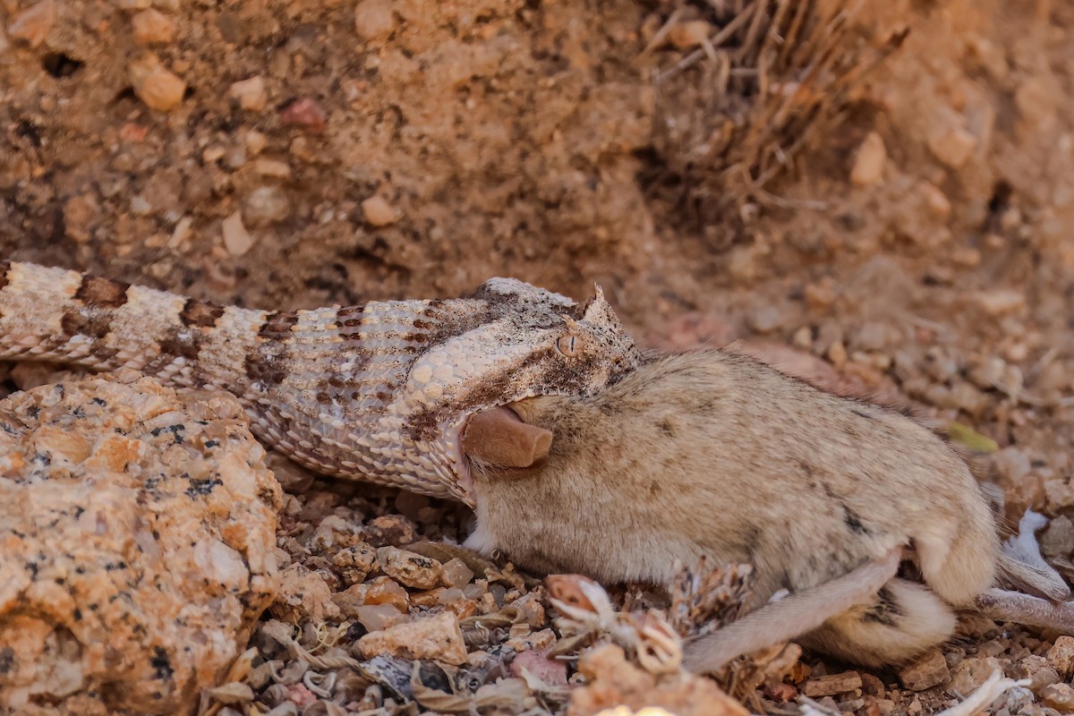 Horned Adder - ML645473215