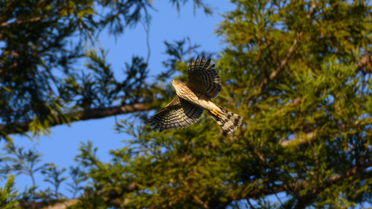 Sharp-shinned Hawk - ML645473219