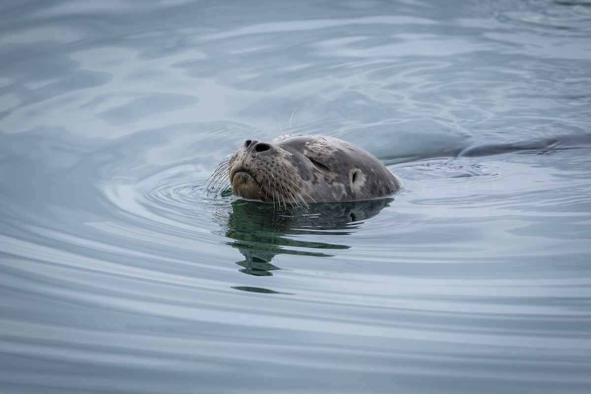 Harbor Seal - ML645473221