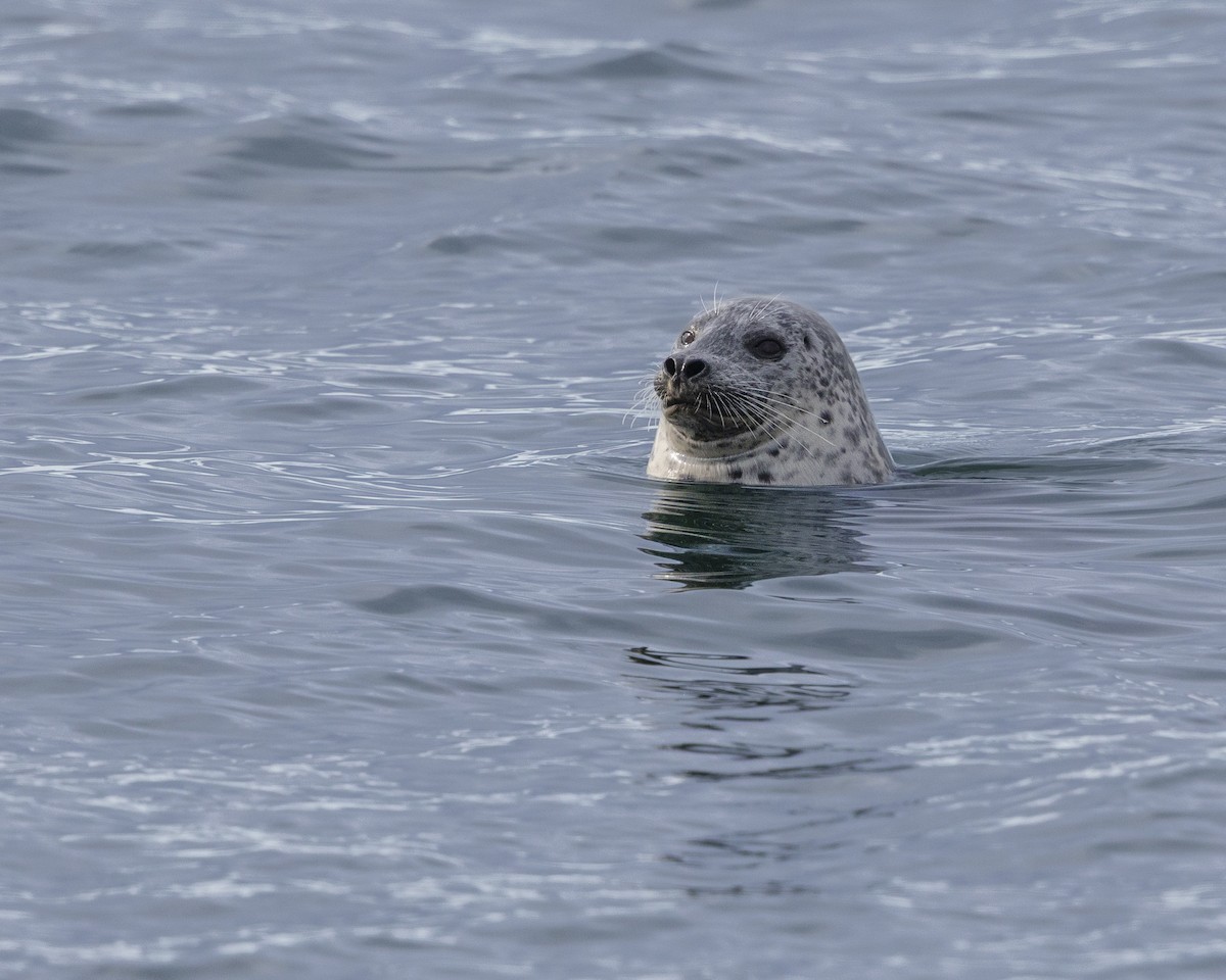 Harbor Seal - ML645473222