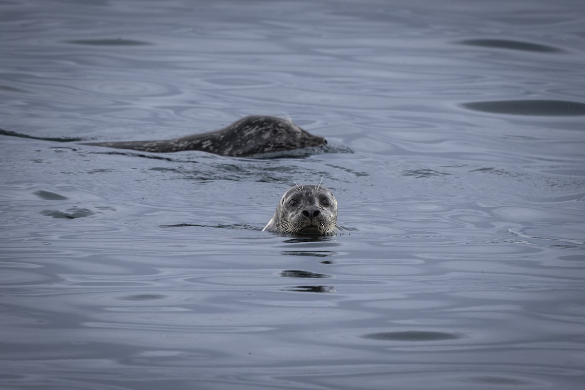Harbor Seal - ML645473223
