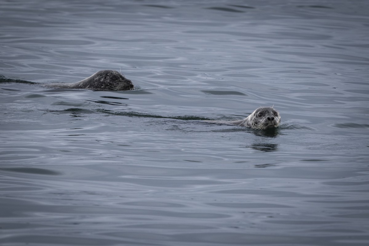 Harbor Seal - ML645473224