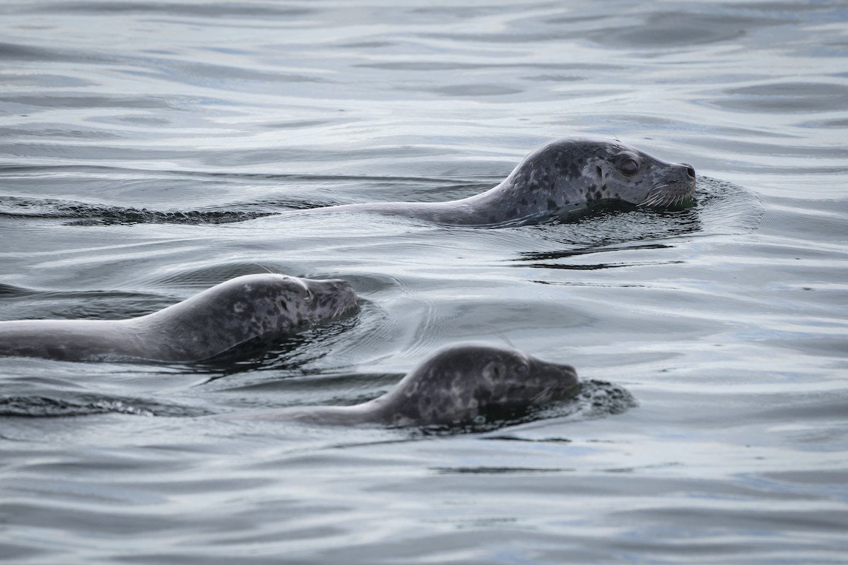 Harbor Seal - ML645473225