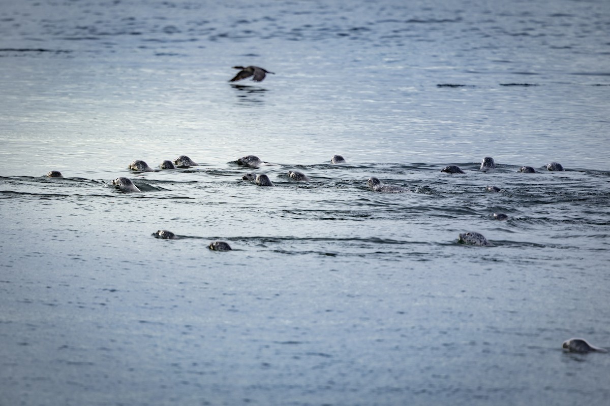 Harbor Seal - ML645473226