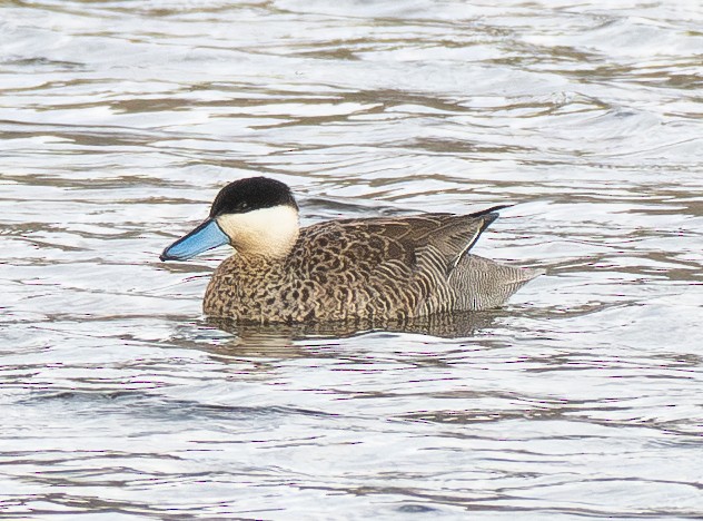 Puna Teal - ML645473228