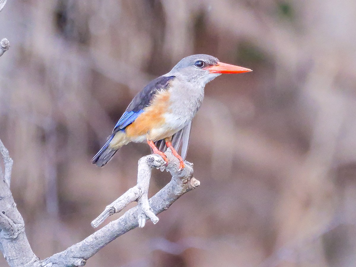 Martin-chasseur à tête grise - ML645473235