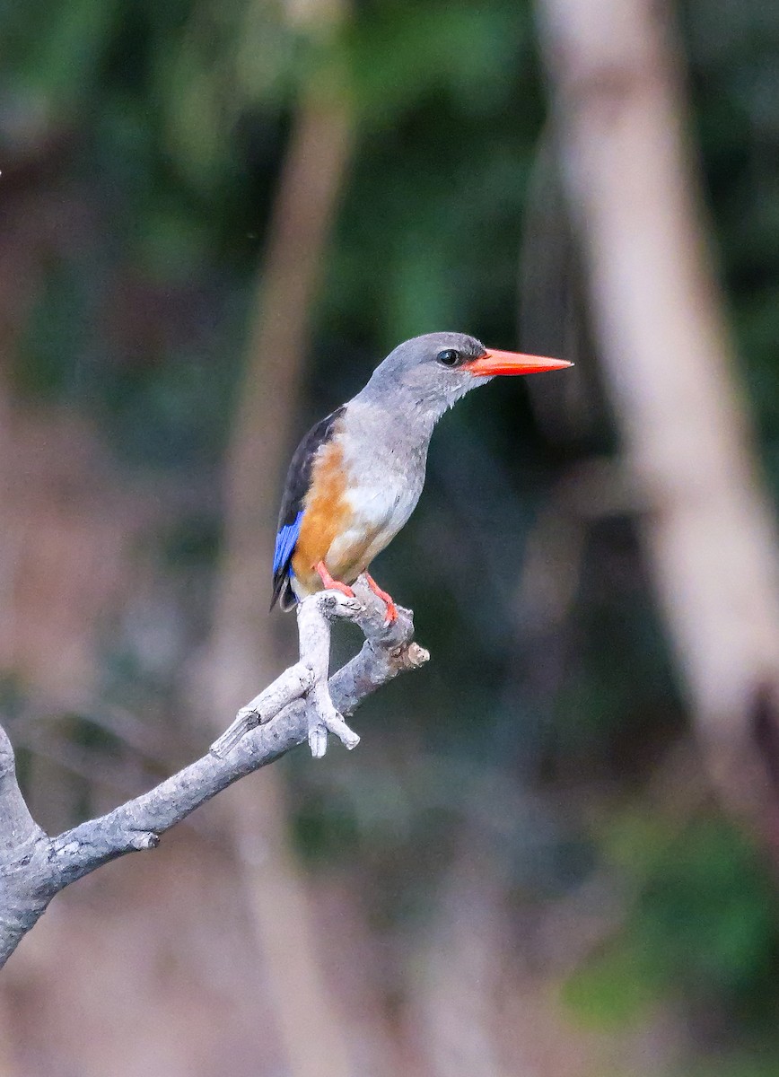 Martin-chasseur à tête grise - ML645473236