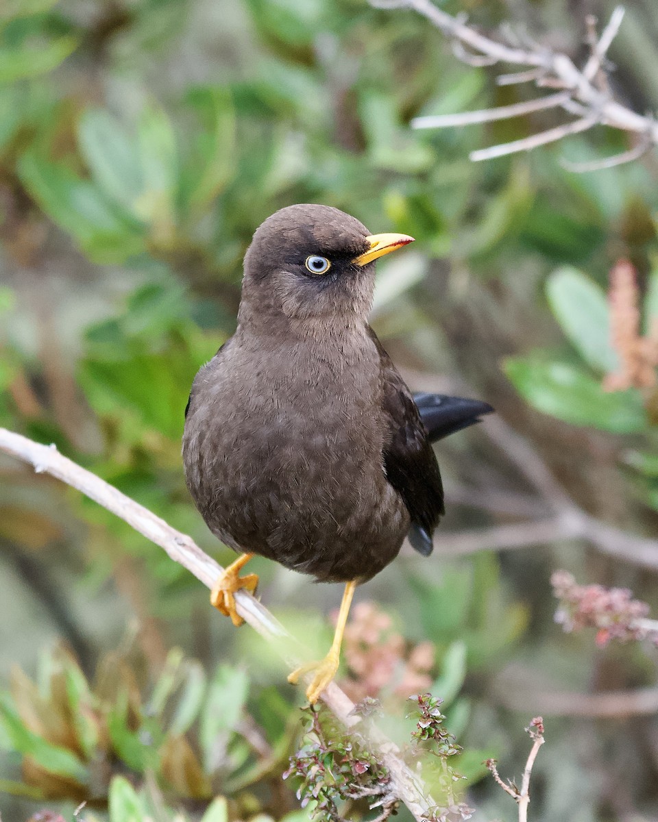 Sooty Thrush - ML645473244