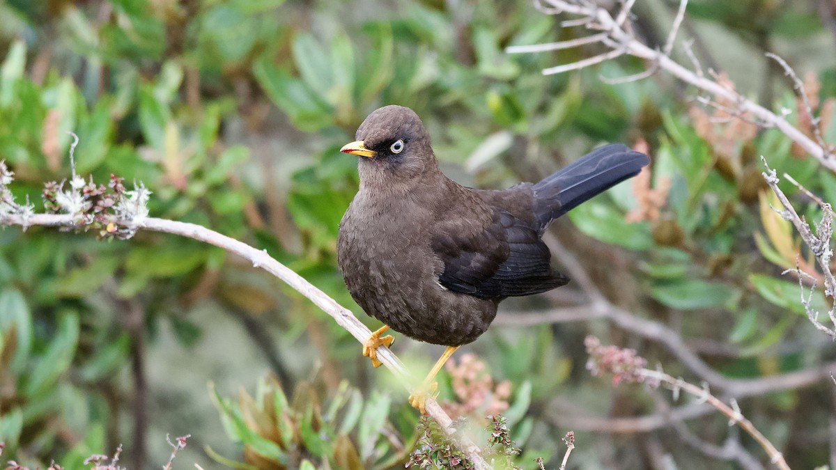 Sooty Thrush - ML645473245