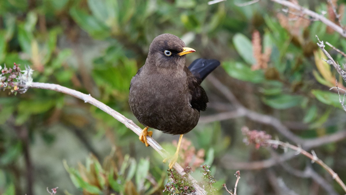 Sooty Thrush - ML645473246