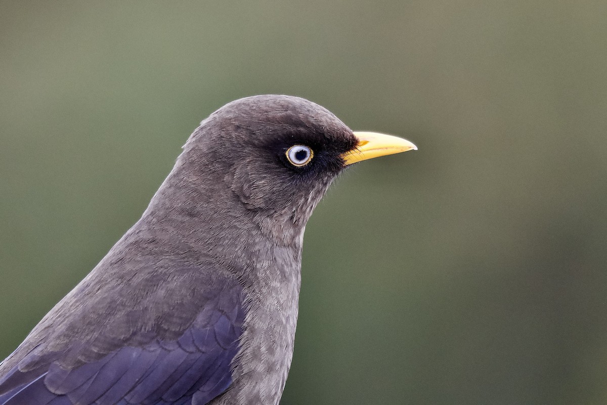 Sooty Thrush - ML645473247