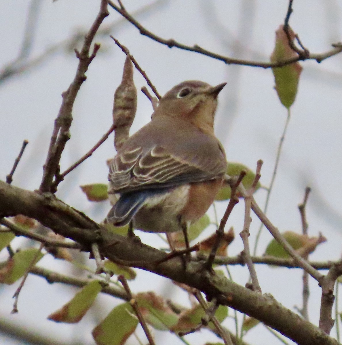 Eastern Bluebird - ML645473248