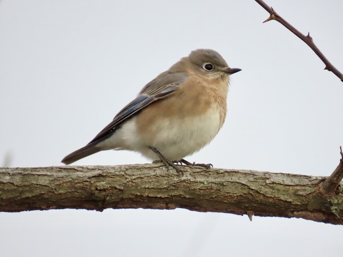 Eastern Bluebird - ML645473249