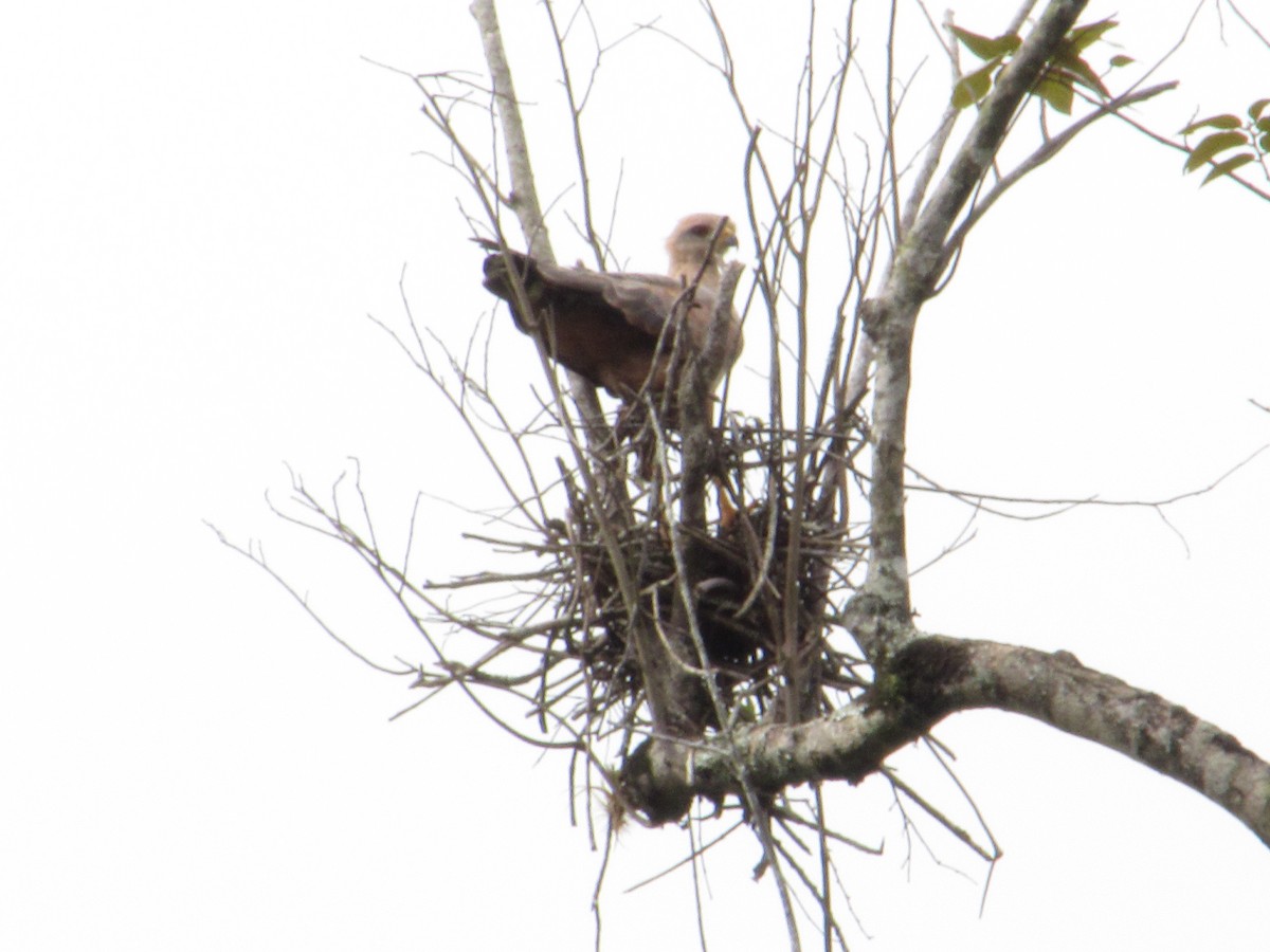 サバンナノスリ - ML645473251