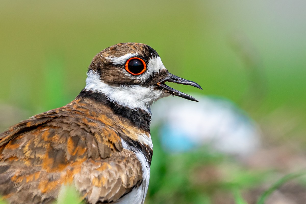 Крикливый зуёк - ML645473267