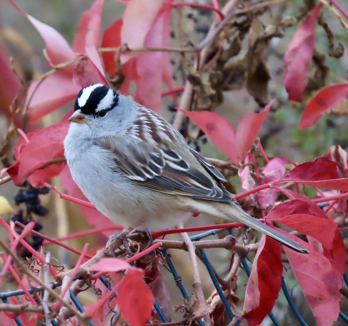 White-crowned Sparrow - ML645473268