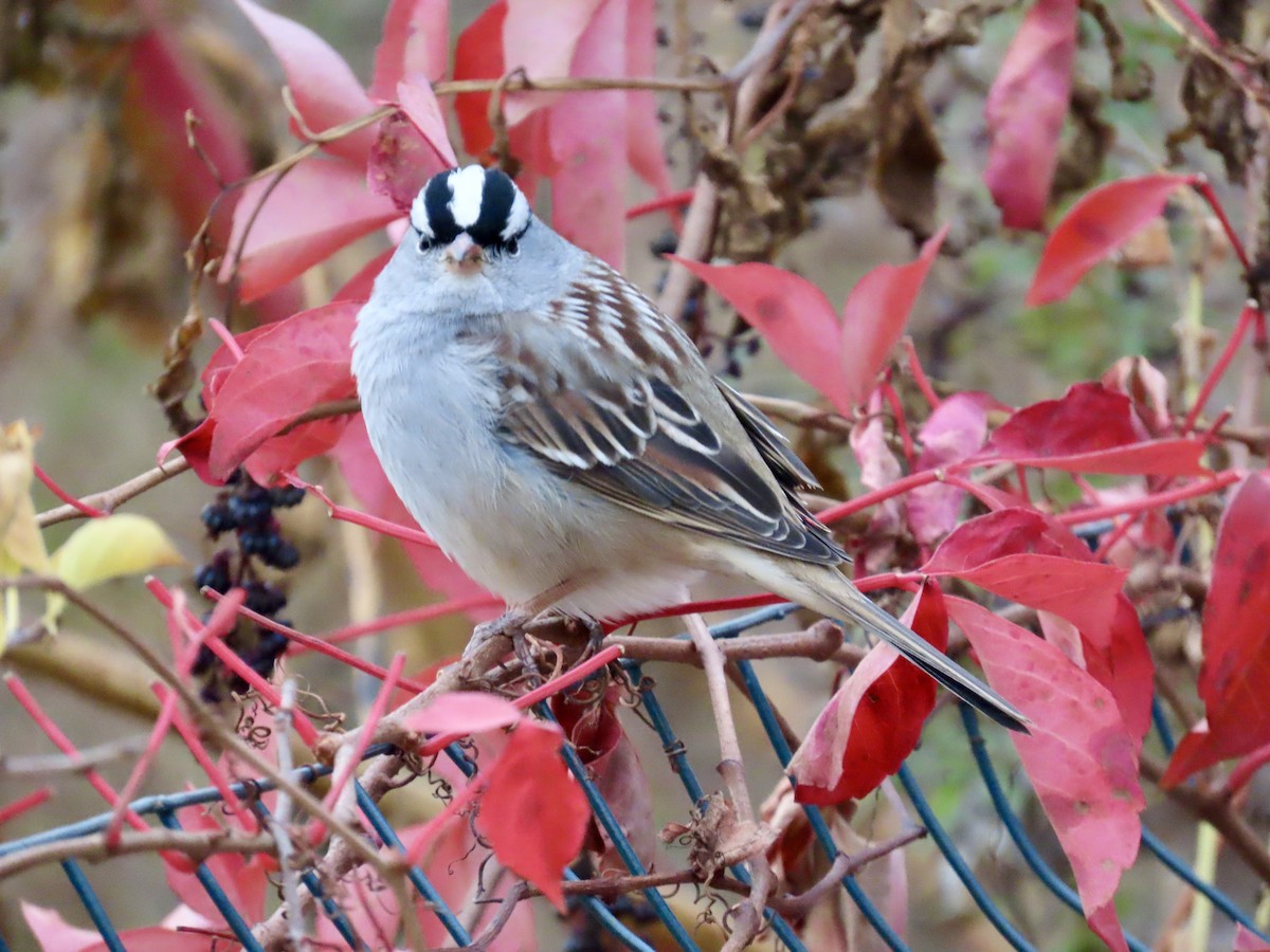 White-crowned Sparrow - ML645473269