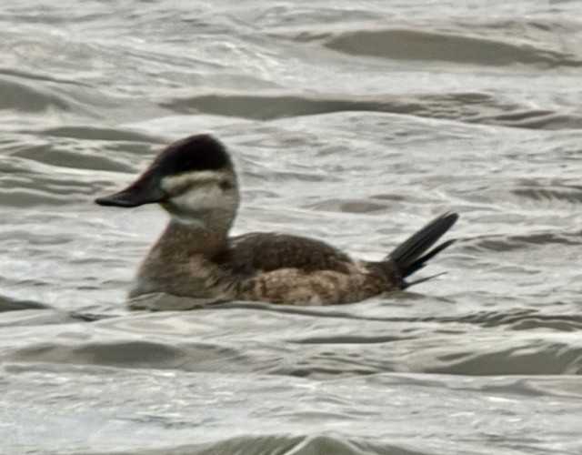 Американская савка - ML645473270